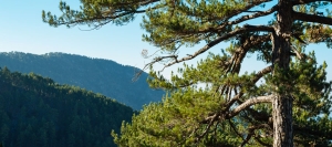 «Psilo dentro» - Pouziaris (en boucle) - région de Lemesos (Limassol), forêt du Troodos Sentiers nature