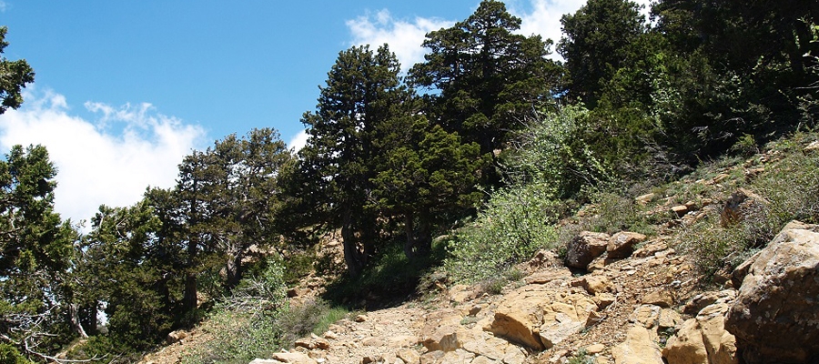 Artemis (Circular) - Lemesos (Limassol) District, Troodos Forest Nature Trail