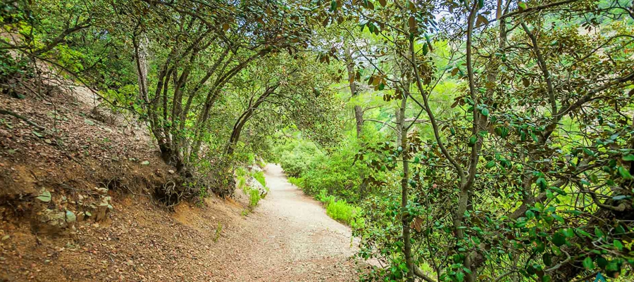 Panagia tou Araka - Stavros tou Agiasmati (Linear) - Lefkosia (Nicosia) District, Adelfoi Forest Nature Trail