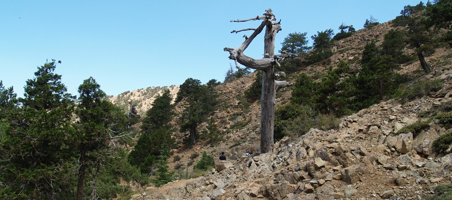 Αταλάντη (Κυκλικό) - Επαρχίες Λεμεσού / Λευκωσίας, Δάσος Τροόδους Μονοπάτι της Φύσης