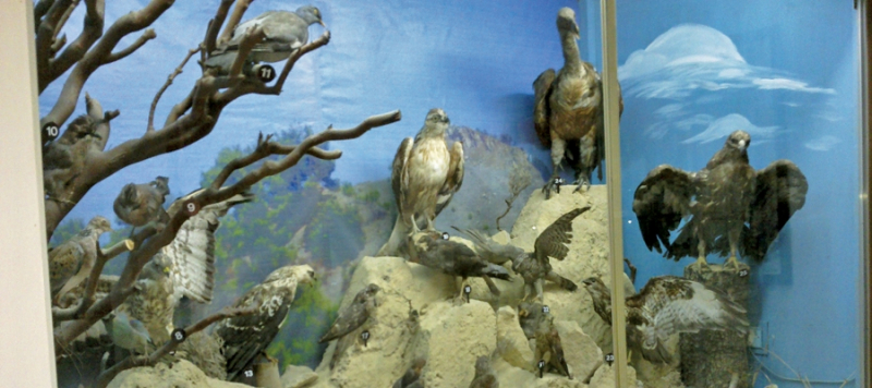 Larnaka Municipal Museum of Natural History