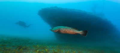 Costantis Shipwreck