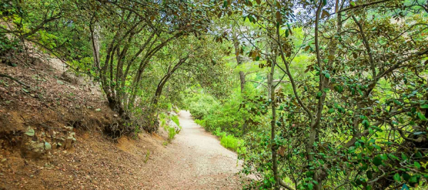 Panagia tou Araka - Stavros tou Agiasmati (Linear) - Lefkosia (Nicosia) District, Adelfoi Forest Nature Trail