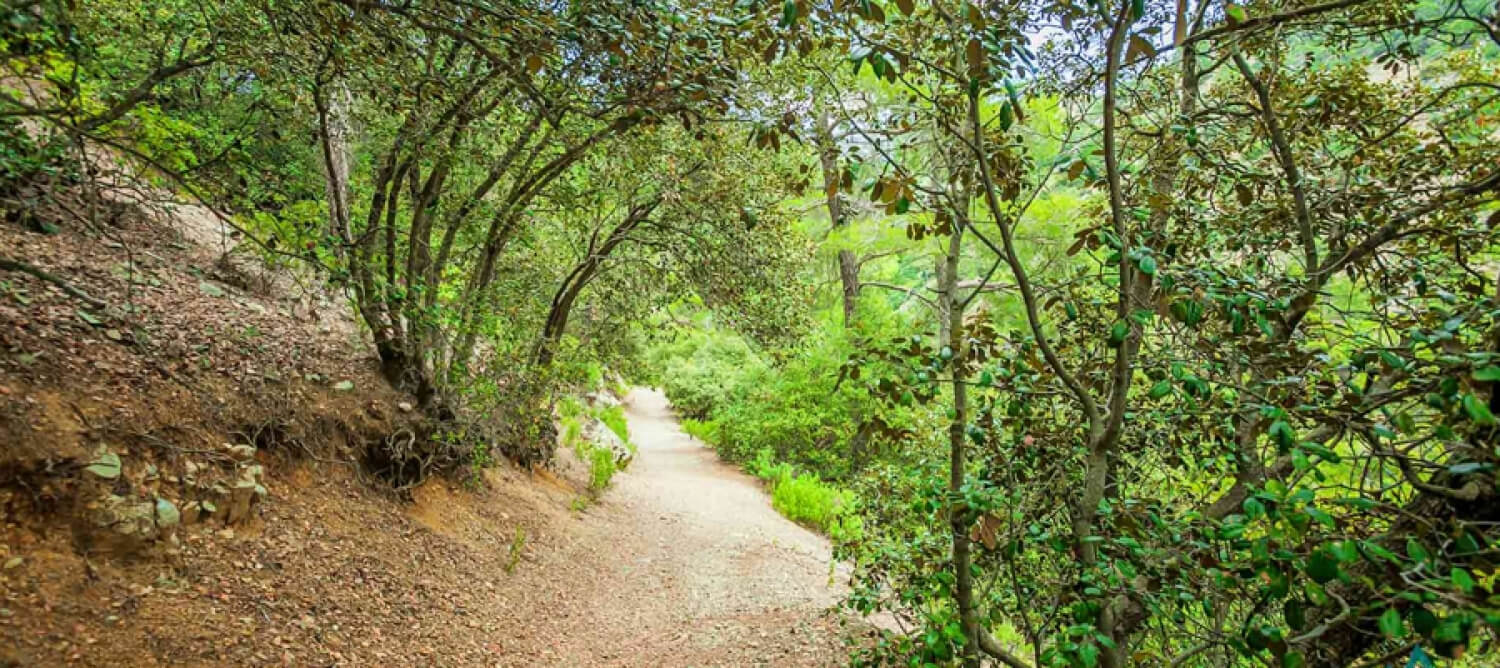 Panagia tou Araka - Stavros tou Agiasmati (linéaire) - région de Lefkosia (Nicosia), forêt d’Aderfoi Sentiers nature